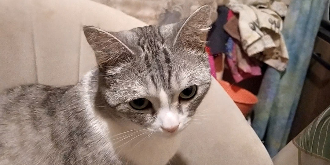 Её Мельчайшество хочет креветков