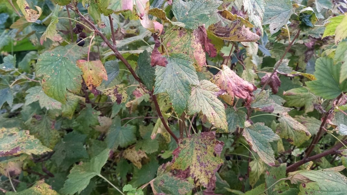 Кусты старше пяти лет истощают почву быстрее молодых