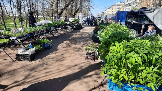 В Твери открылась выставка-продажа рассады и посадочного материала