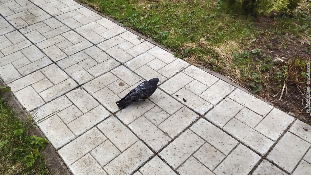 1. Голубь © NickFW.ru — 14.04.2026г.