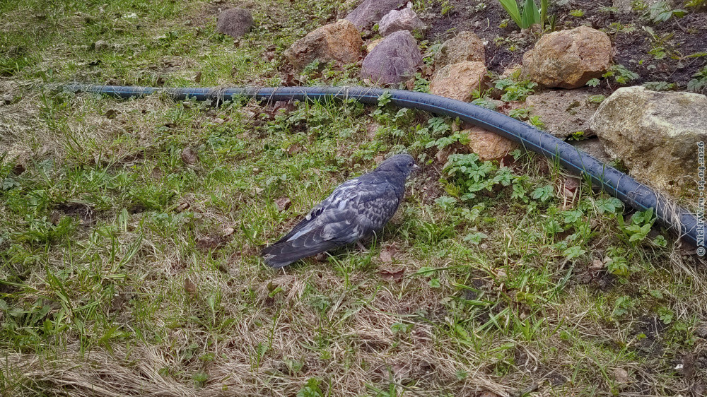 2. Голубь © NickFW.ru — 14.04.2026г.