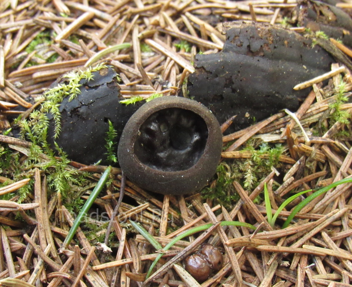 Чашечка размером с еловую иголку, зато как блестит! (фото И.Лебединского)