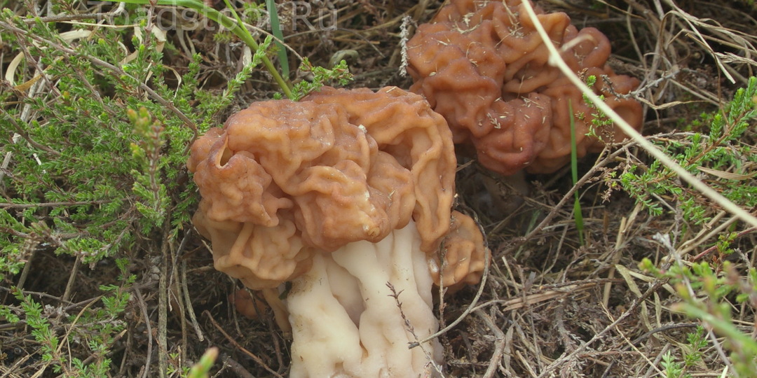 "Маленькие грибы большой весны". Топ-4 неприметных диковин