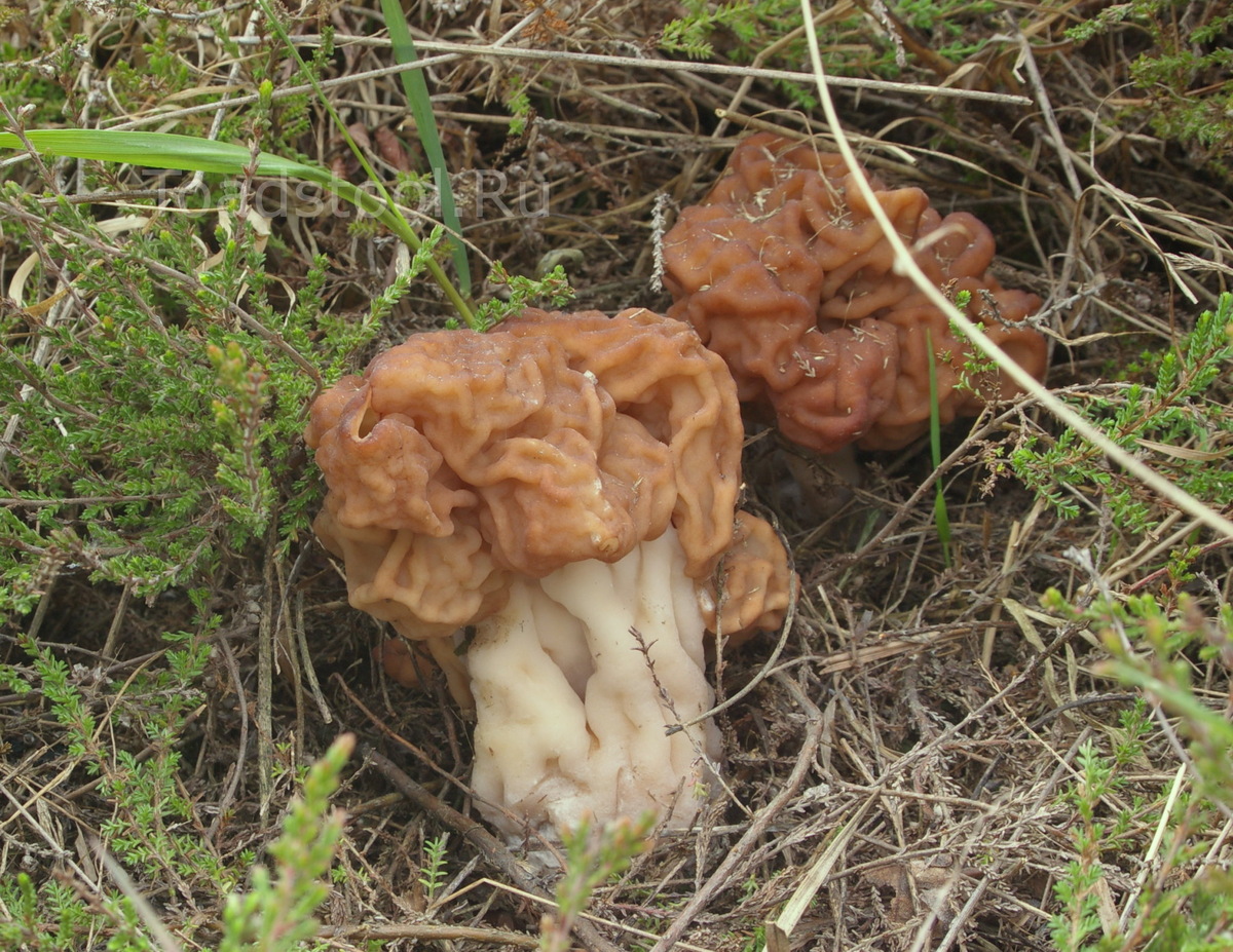 Впрочем, каждый строчок - бесценное произведение искусства (фото И.Лебединского)