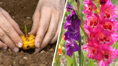 «Сажаю гладиолусы прямо в грунт: мои руки с луковицами»