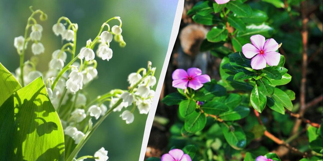 Эти 7 многолетников красиво выглядят, но сажать их нельзя: потом не выведете из сада