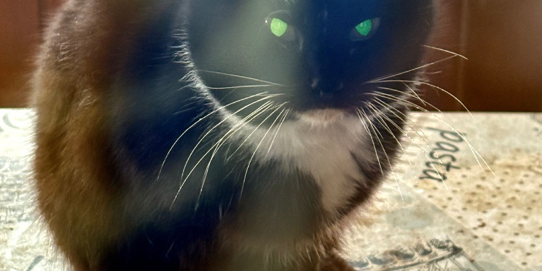 Как Маркизетта решила жить с нами