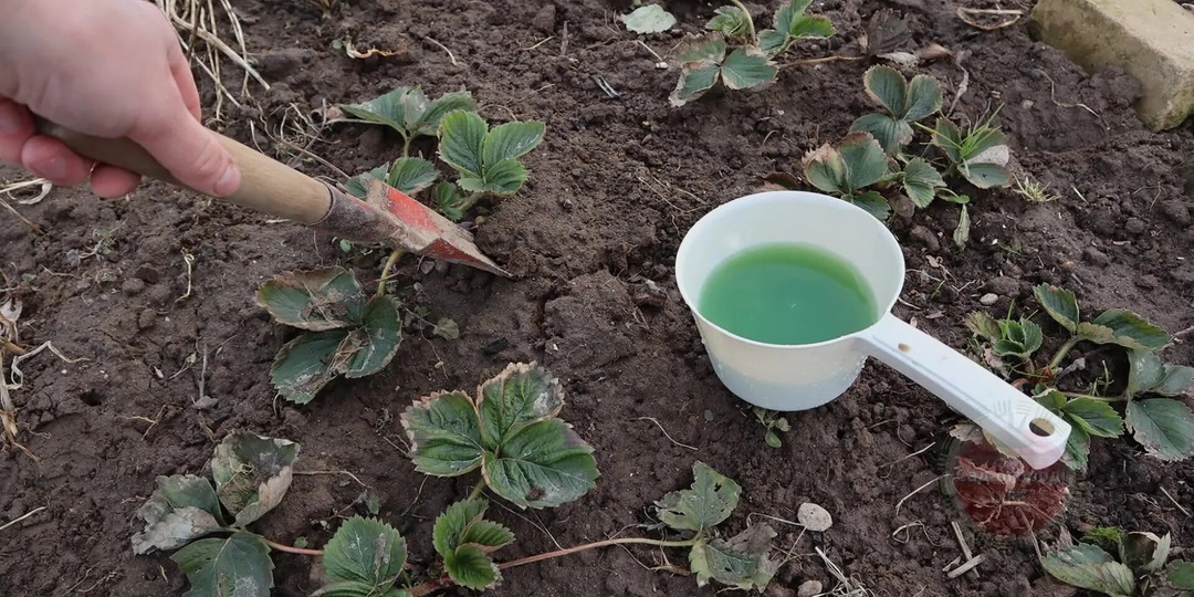 Чем обработать клубнику от болезней в апреле мае чтобы небыло ни одной плохой ягодки!?