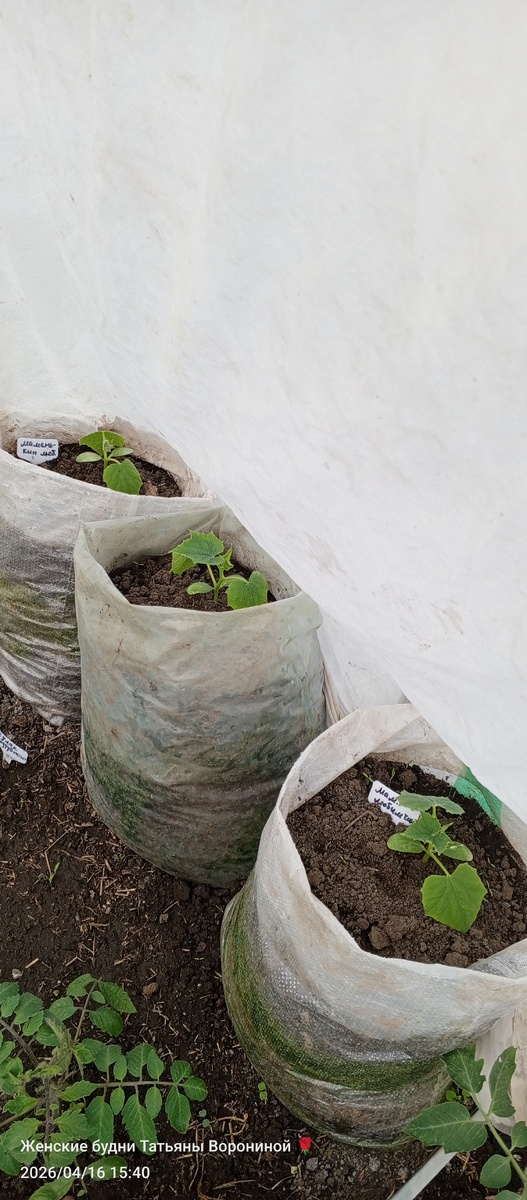 Притенила, вянут ... Хоть и политые