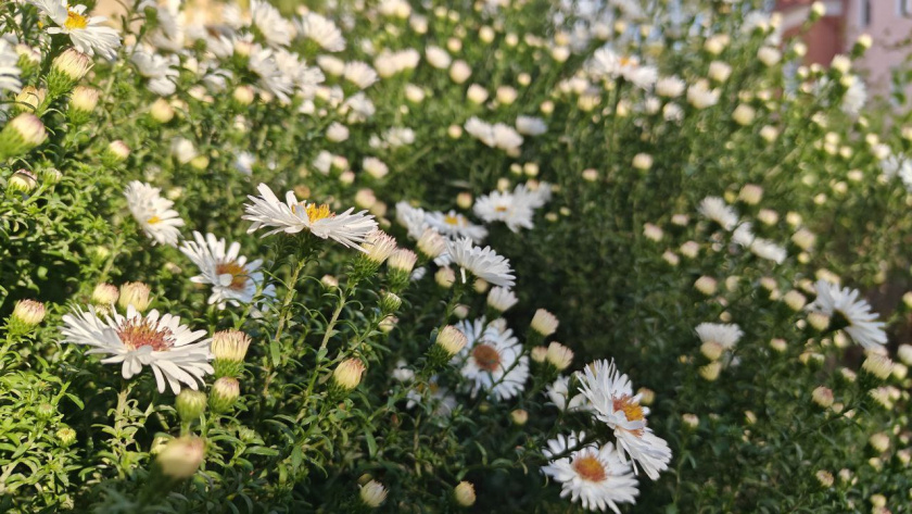    Первый городской канал Калининград