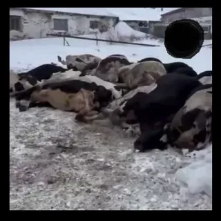 «Мы каждую знали по имени»: как в сибирских сёлах прощаются с коровами, которые были смыслом жизни