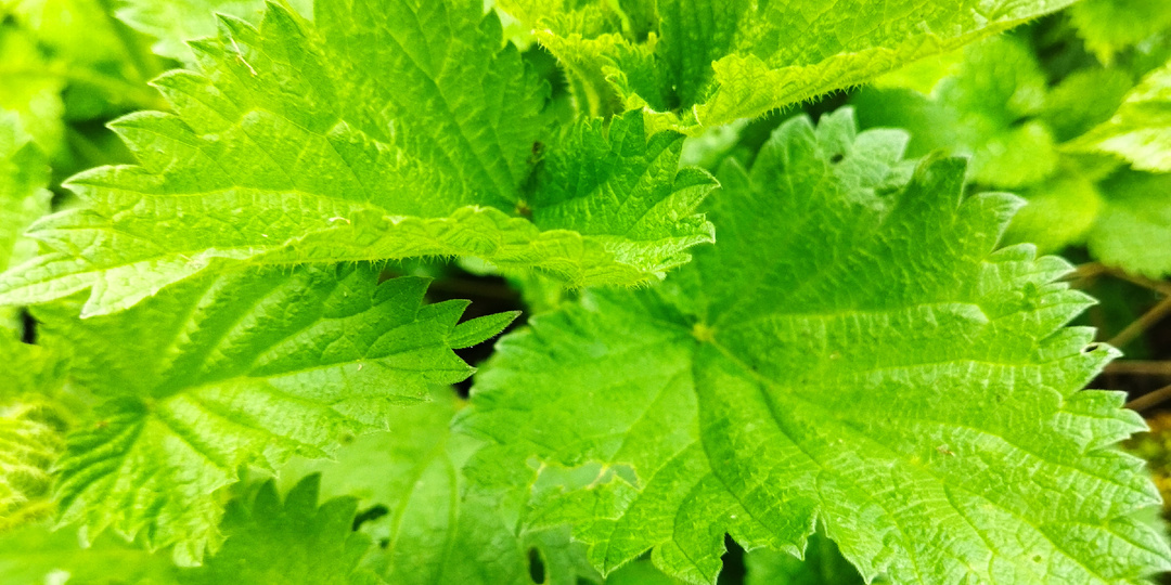 Весенние дикоросы.