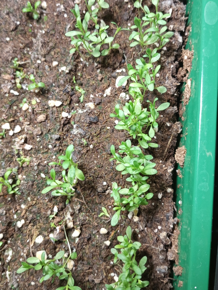 Гвоздика травянка