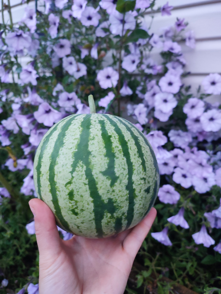 Урожай 2025😁