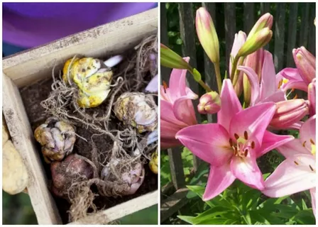 Сажаю лилии и георгины в грунт: мои руки с луковицами и клубнями