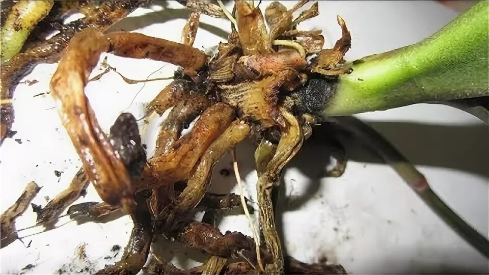 Гниют корни у орхидеи: пошаговая инструкция по спасению растения