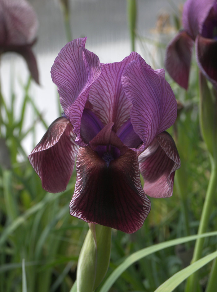 Iris “Orion” Ирис «Орион»