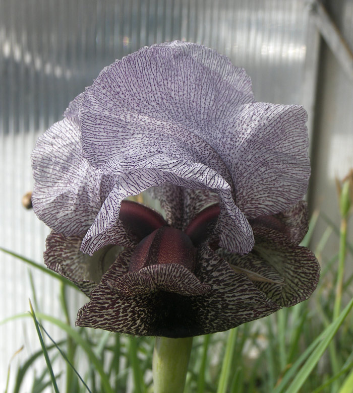 Iris kirkwoodii Ирис Кирквуда
