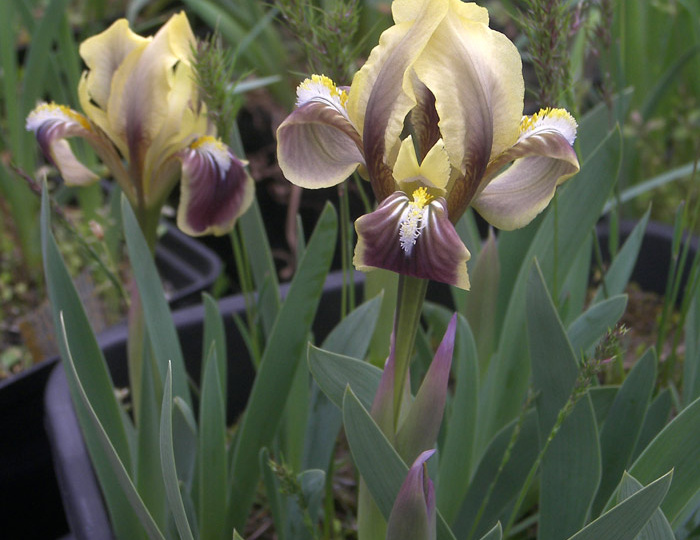 Фантастические ирисы на крыше ч.15.