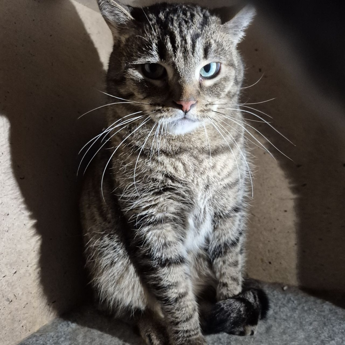 Да. это снова я. Неконтактная полосатая кошка