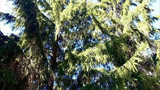 Гиф автора.