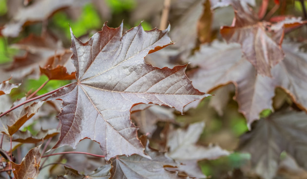    Клен Кримсон Кинг. Фото: Dark_Side / Shutterstock / Fotodom