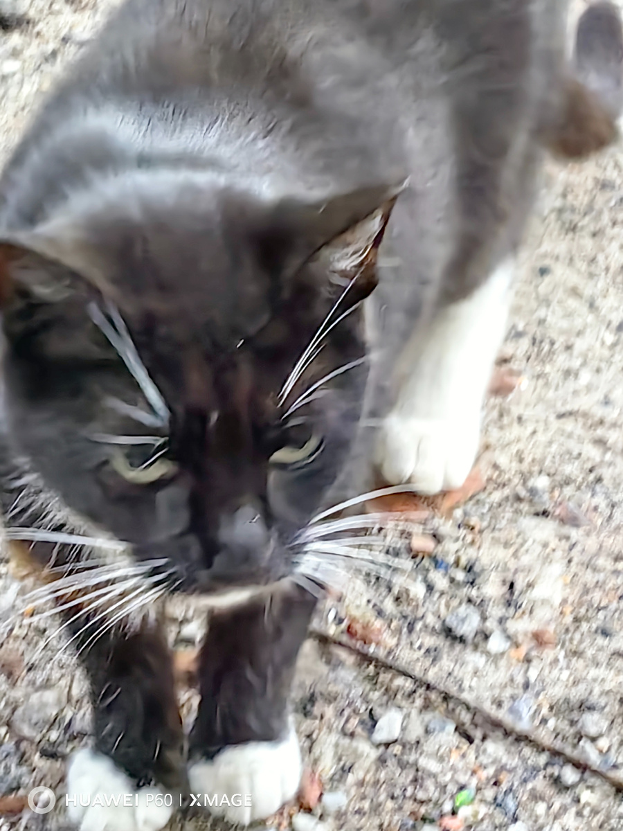 Черную кошку не отмоешь