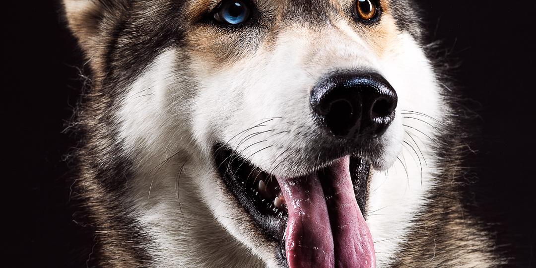 Почему одни породы линяют катастрофически, а другие почти нет