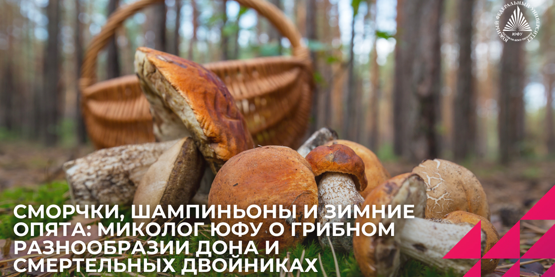 Шампиньоны пахнут краской, а белый гриб бывает горьким: как не ошибиться при сборе в Ростовской области — советы эксперта ЮФУ