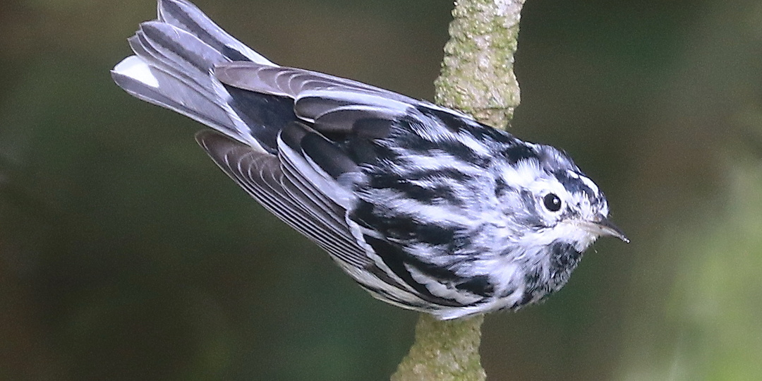 Пищуховая древесница