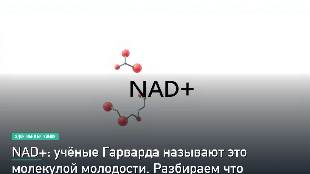 NAD + молодость