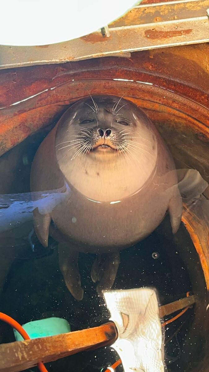 Дикая нерпа греется в лунке футштока - необычное поведение животных в суровой Арктике. Мыс Челюскин, апрель 2026. Фото Александра Фанталова