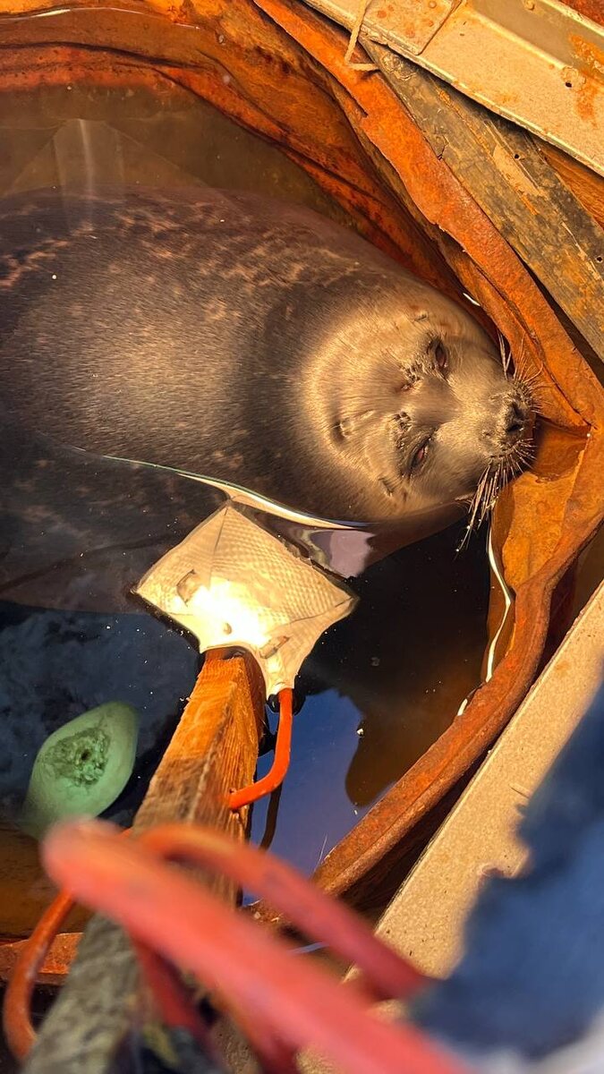 Незамерзающая вода в футштоке - место, где дикая нерпа нашла источник тепла. Рядом - измерительная рейка, которую Звездочка периодически пробует на зуб. Фото Александра Фанталова