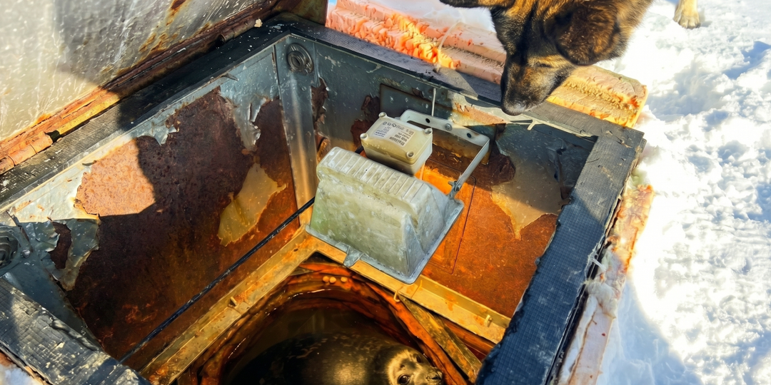 Нерпа захватила объект на Севере - и полярники ничего не могут с этим сделать