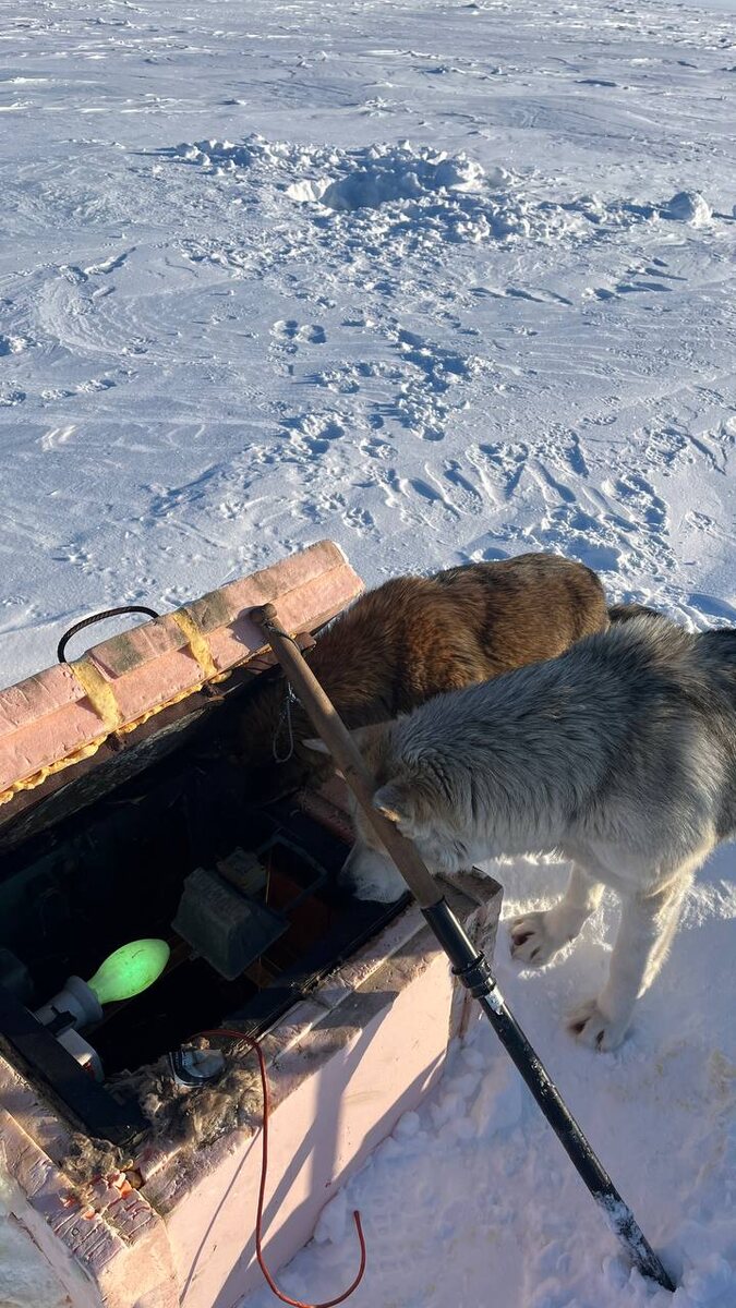 Поведение животных в Арктике: собаки и дикая нерпа на одной территории. Фото Александра Фанталова