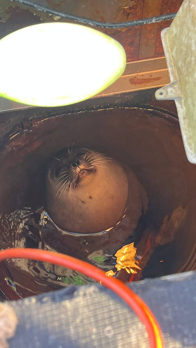 Поведение кольчатой нерпы в условиях искусственного источника тепла - редкий случай адаптации в Арктикеи. Фото Александра Фанталова