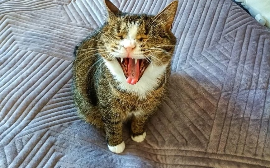 Привет из дома от Тори (Торпеды) 😻