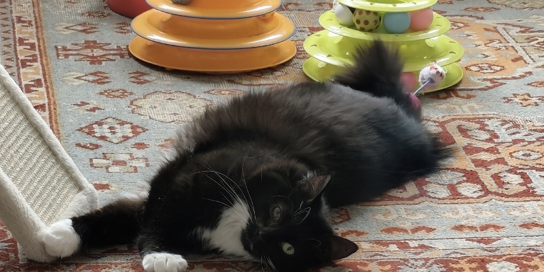 Кошка Матильда ищет дом 😍🐈‍⬛