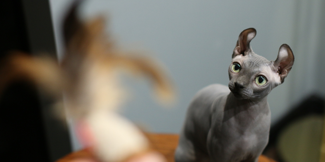 Сфинкс и вредные покупки: 10 вещей, которые не нужны вашей кошке