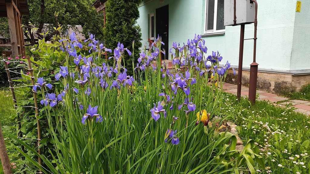 Фото автора. Наш газовый счётчик как раз за цветочками виден.