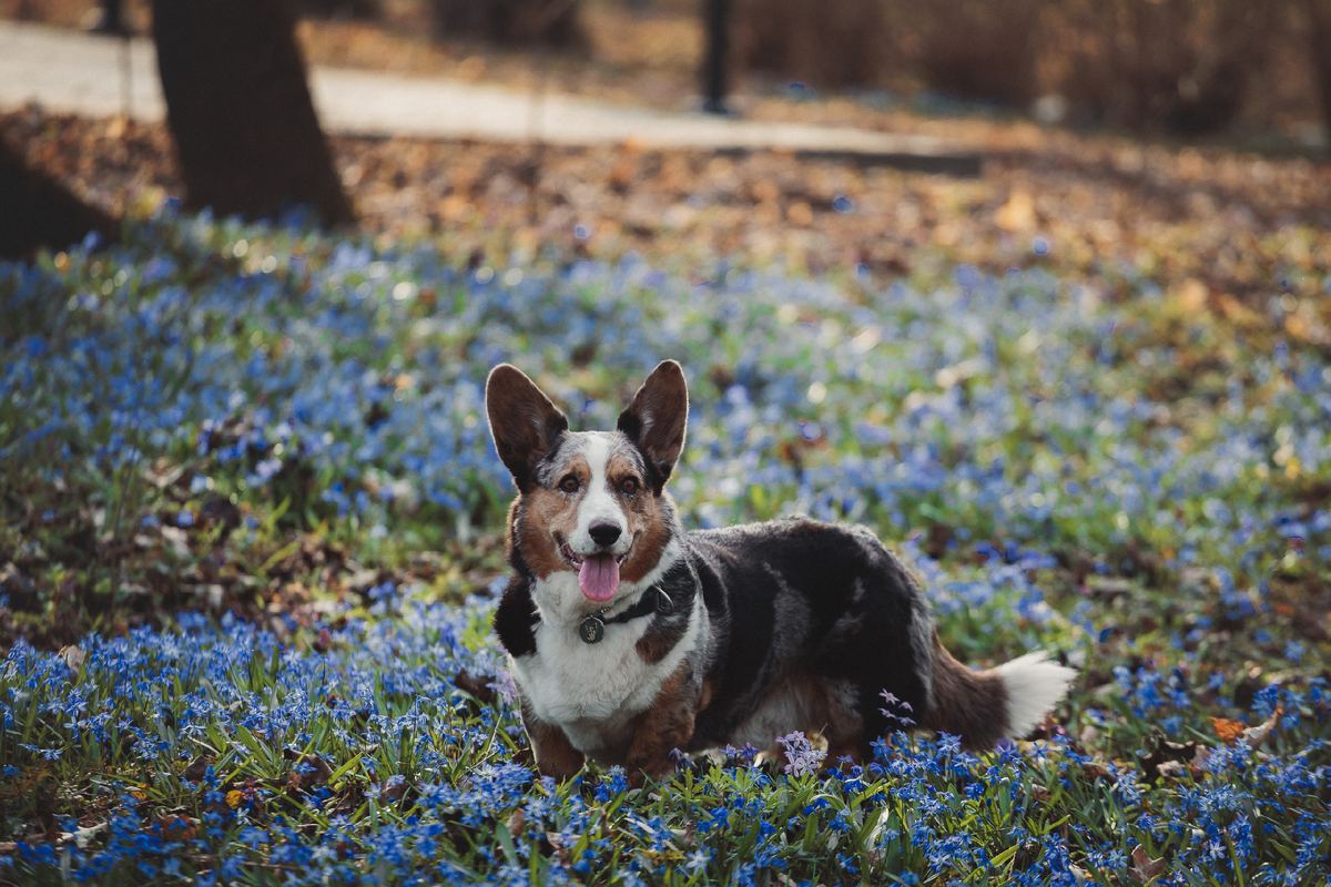 Fair Blue of Sunny Glen 
