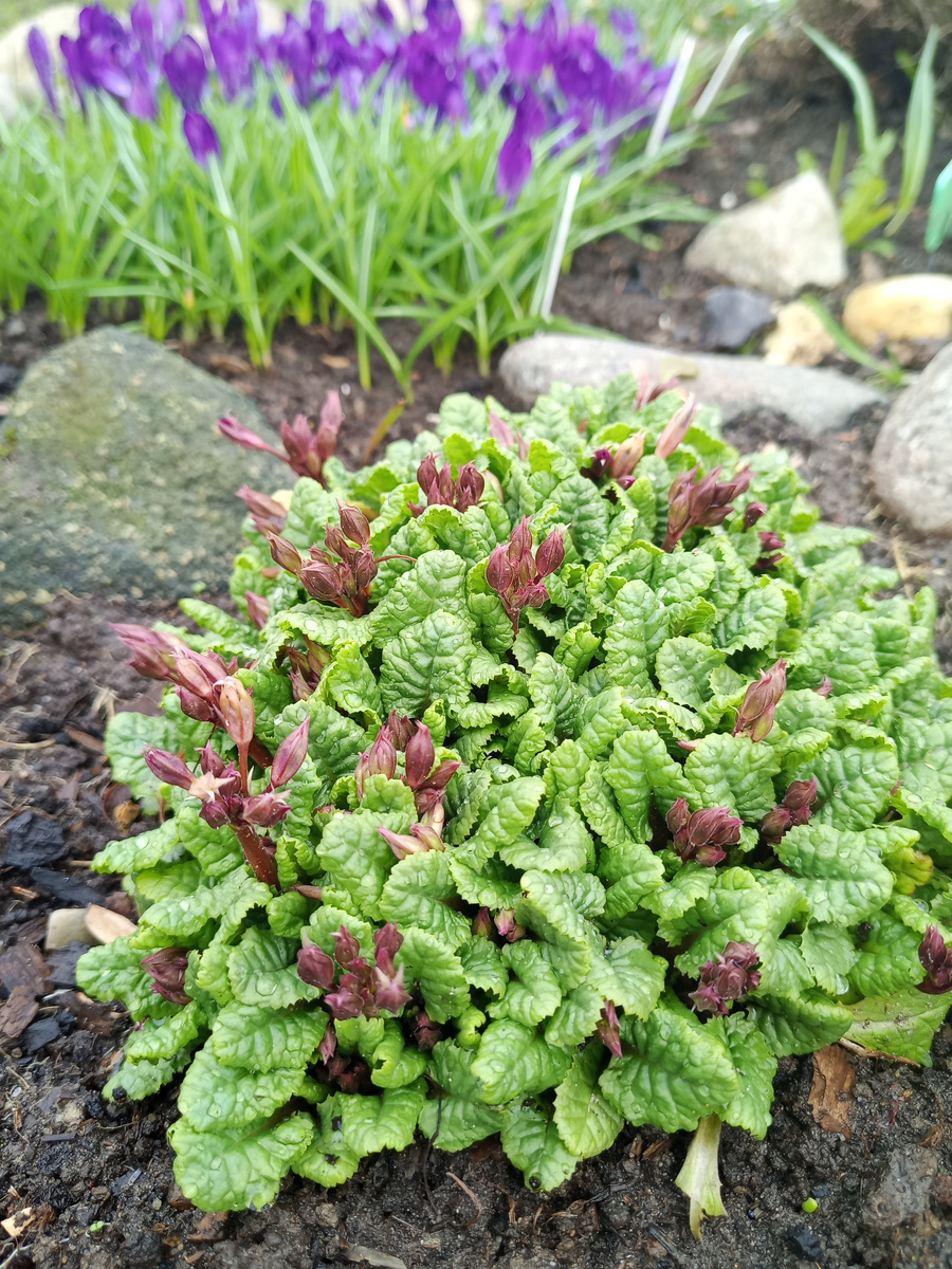 Большинство примул в саду выглядит так или как в карусели. Крокусы уже отцветают.