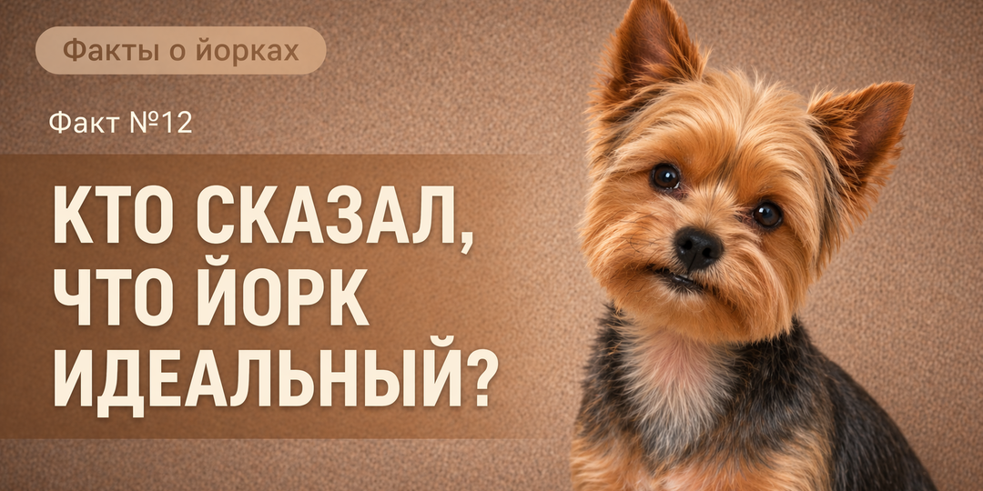 Меня бесит мой йорк. И это нормально