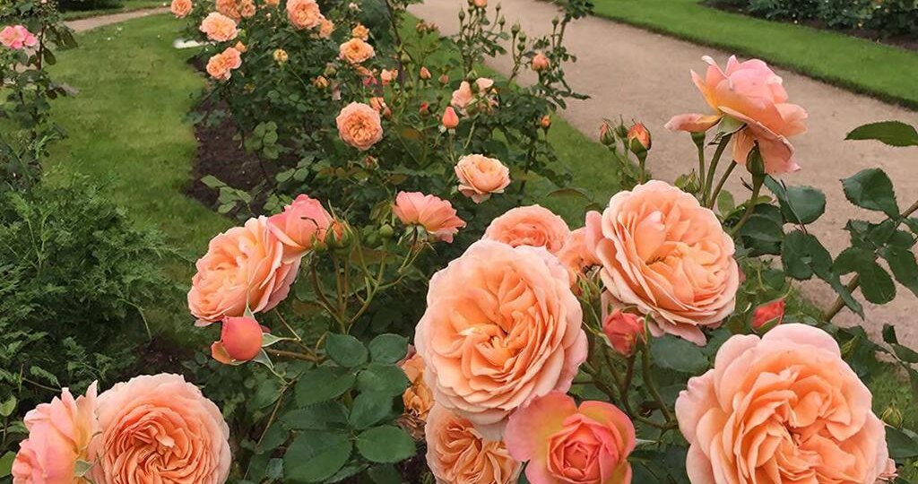 Роза‑шраб Crown Princess Margaretha — как вырастить без хлопот