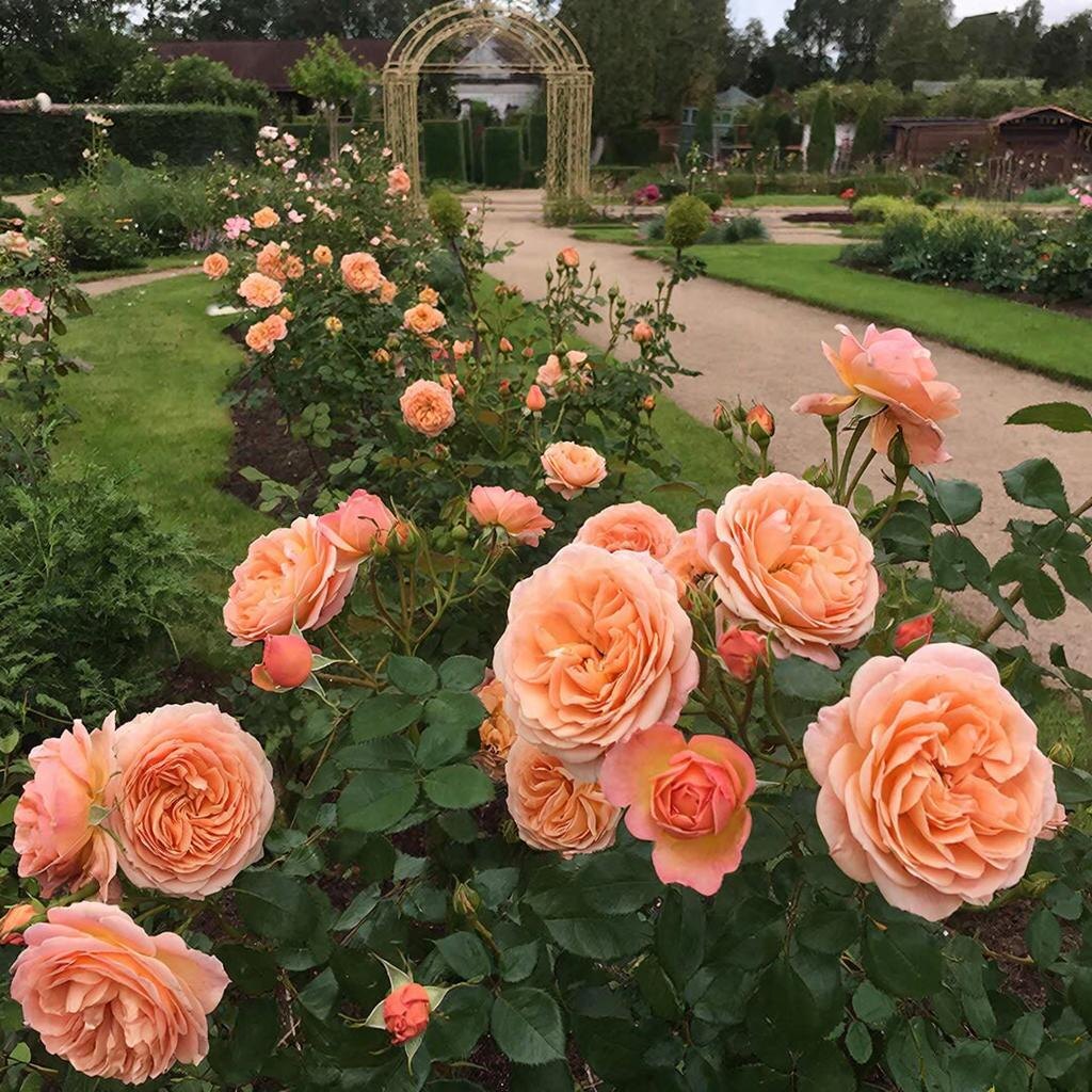 Crown Princess Margaretha во всей красе: густомахровый цветок диаметром 8–10 см с нежным абрикосовым румянцем. Иллюстрация автора.