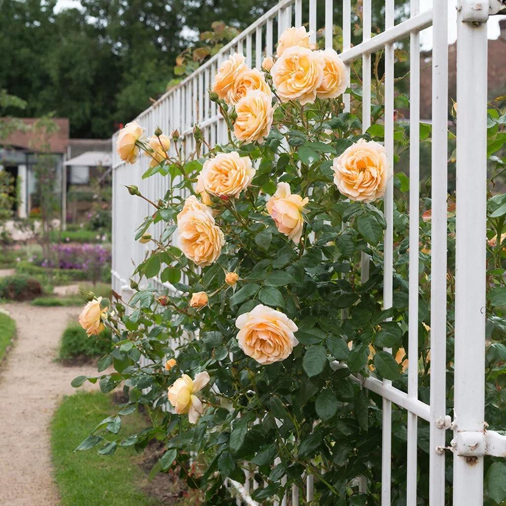 Роза в полный рост: куст Crown Princess Margaretha на арке — высота до 3 метров, ширина до 2 метров. Идеальное украшение для сада. Иллюстрация автора.