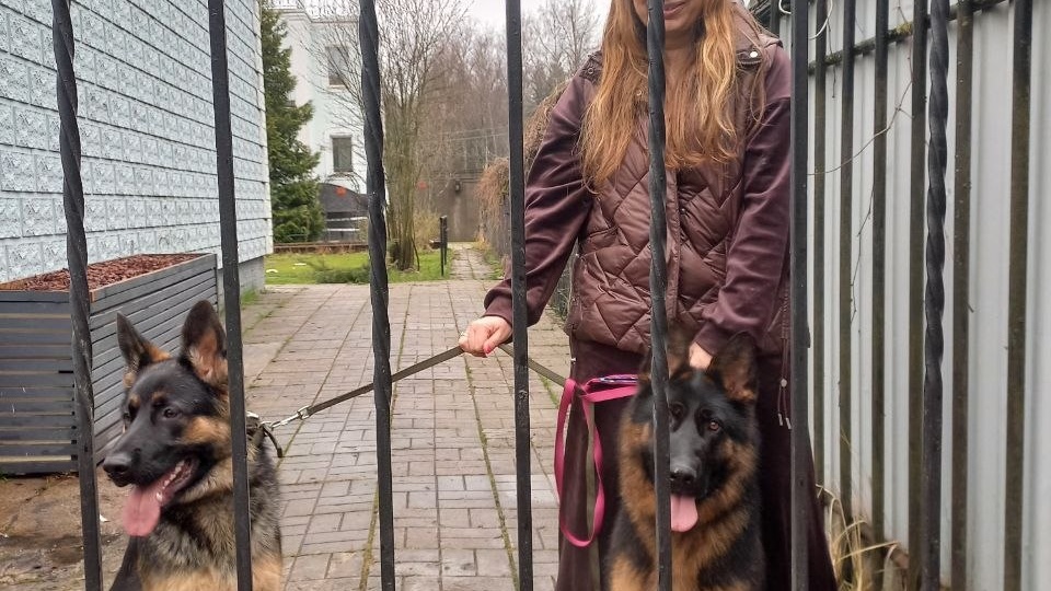 "Все это развод", или как я искала дом овчарке Эльзе