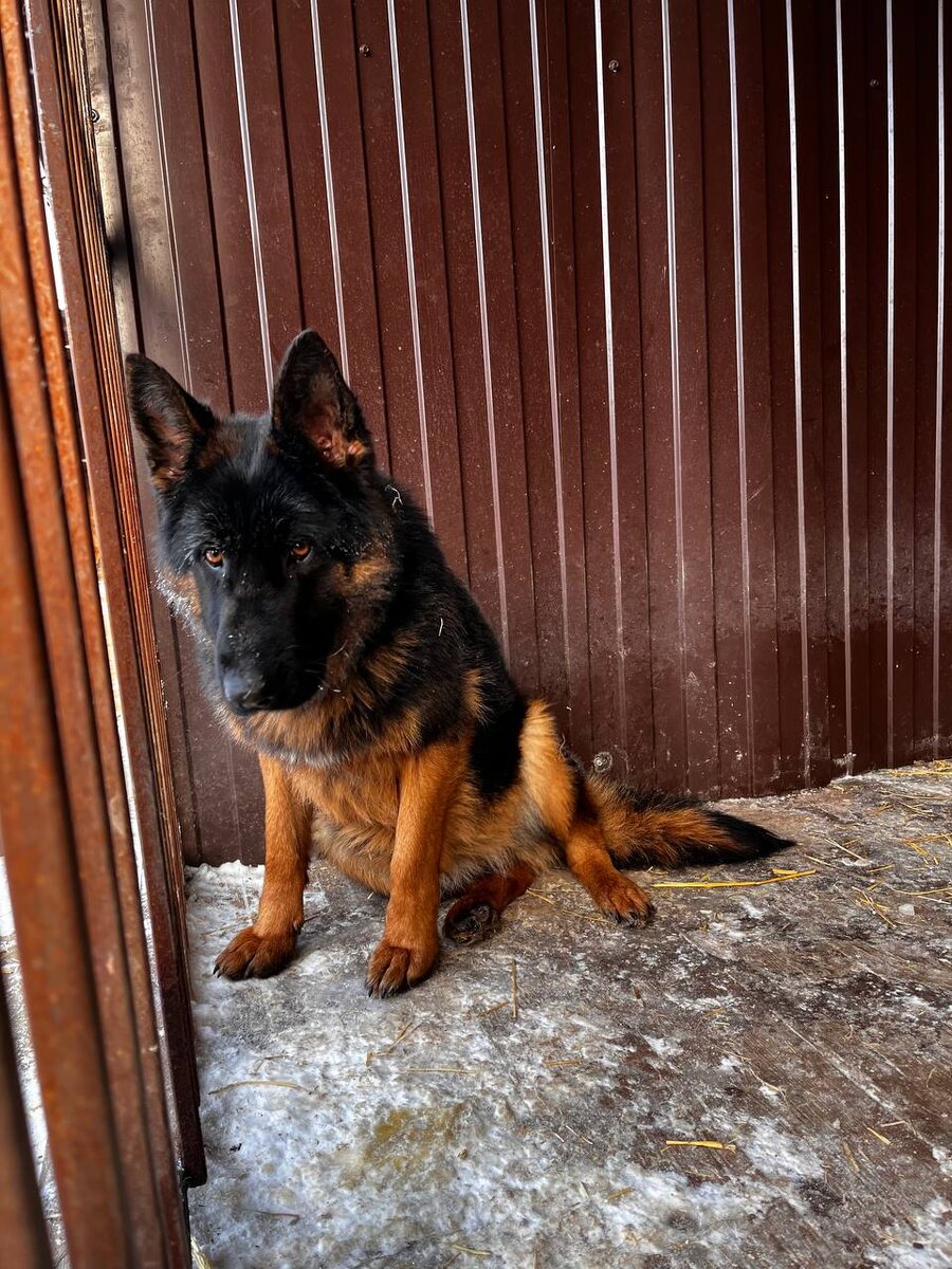 Эльза. Первые дни у нас