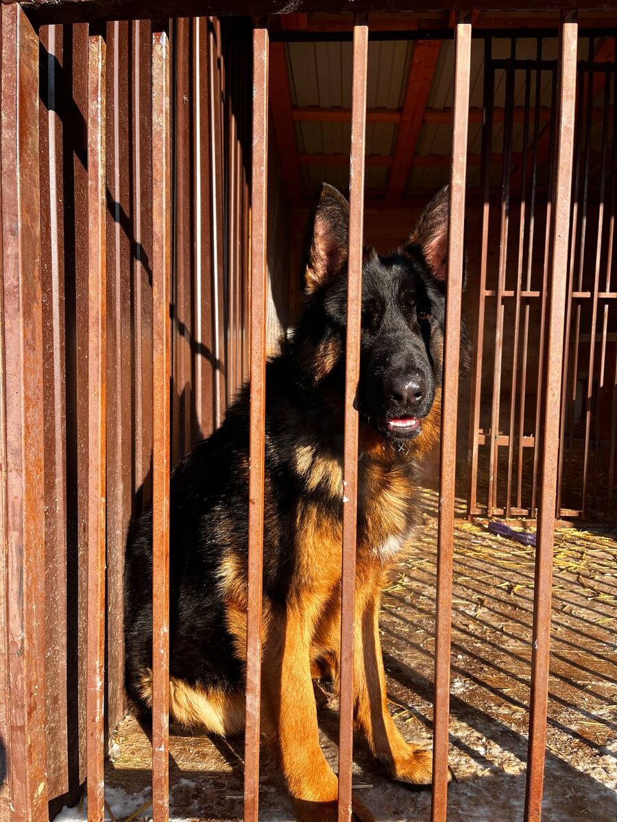 Эльза в зоогостинице ♥️