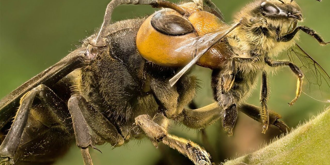 Шершни: Чистое зло для людей, но без них пчёлы убьют сами себя. Чем же они так полезны?